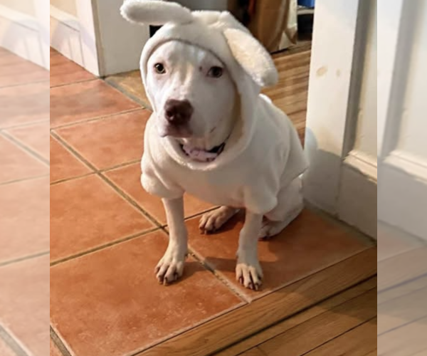 Medium Photo #6 Mutt Puppy For Sale in Rockville, MD, USA