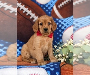 Golden Cavalier Puppy for sale in KIRKWOOD, PA, USA