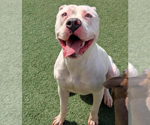 Medium Photo #7 American Bulldog-Unknown Mix Puppy For Sale in Rockwall, TX, USA