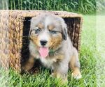 Small #1 Bernedoodle (Miniature)