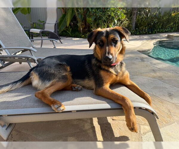 Medium Photo #7 Shepradors Puppy For Sale in Dana Point, CA, USA