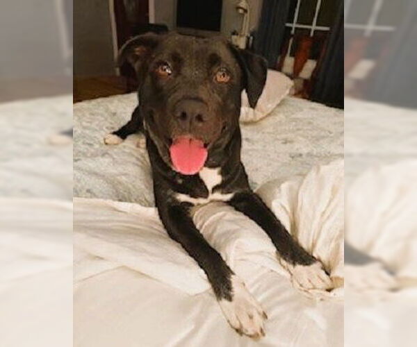 Medium Photo #7 Borador Puppy For Sale in Mt. Laurel, NJ, USA