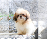 Small Photo #4 Shih Tzu Puppy For Sale in SYRACUSE, IN, USA