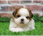 Small #2 Shih Tzu