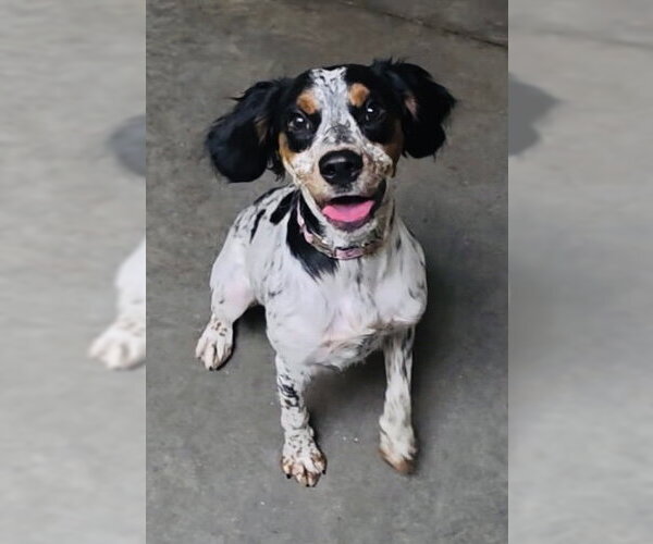 Medium Photo #6 English Setter-Unknown Mix Puppy For Sale in Germantown, OH, USA