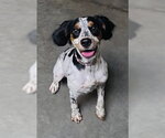 Small #5 English Setter Mix