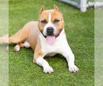 Small American Staffordshire Terrier Mix