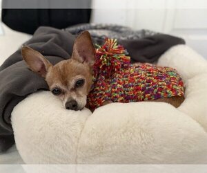 Chihuahua Dogs for adoption in Clovis, CA, USA