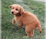 Small Photo #26 Goldendoodle (Miniature) Puppy For Sale in SYRACUSE, IN, USA
