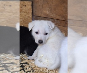 German Shepherd Dog Puppy for sale in SPOTSYLVANIA, VA, USA
