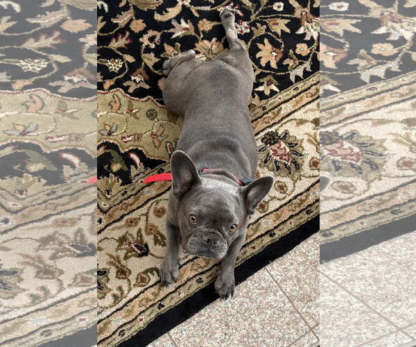 Medium Photo #1 French Bulldog Puppy For Sale in Santa Clarita, CA, USA