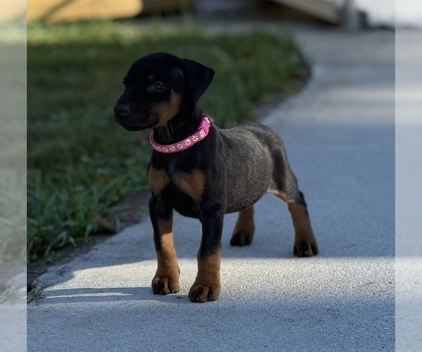 Medium Photo #17 Doberman Pinscher Puppy For Sale in NEWTON, NC, USA