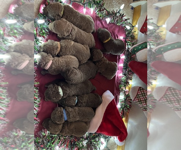 Medium Photo #13 Chesapeake Bay Retriever Puppy For Sale in WAUKON, IA, USA