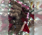 Small Photo #13 Chesapeake Bay Retriever Puppy For Sale in WAUKON, IA, USA