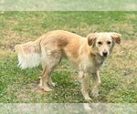 Small #1 Golden Retriever Mix