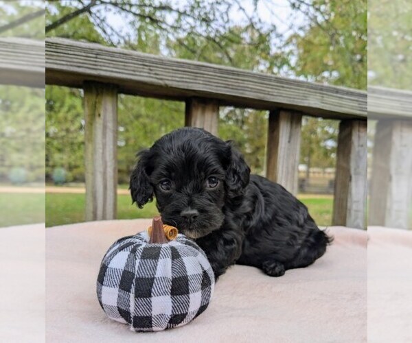 Medium Photo #2 Cock-A-Poo Puppy For Sale in SALEM, MO, USA