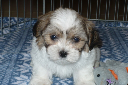 Medium Photo #5 Zuchon Puppy For Sale in ORO VALLEY, AZ, USA