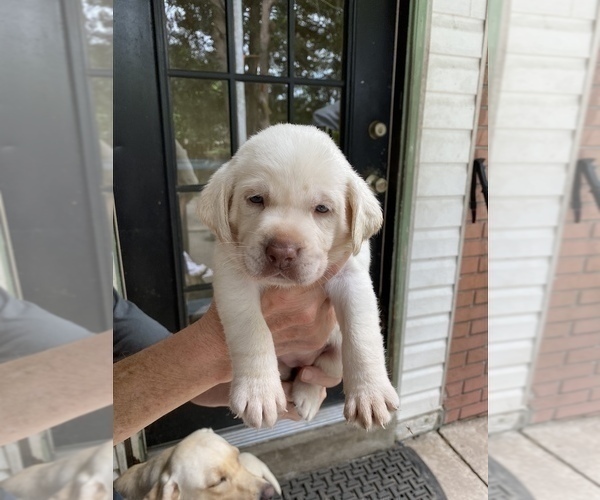 Medium Photo #2 Labrador Retriever Puppy For Sale in LAKE ALFRED, FL, USA