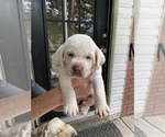 Small Photo #2 Labrador Retriever Puppy For Sale in LAKE ALFRED, FL, USA