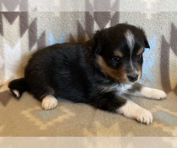Medium Photo #4 Shel-Aussie Puppy For Sale in FORT MORGAN, CO, USA
