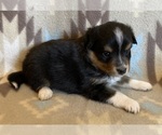 Small #3 Shel-Aussie