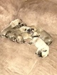 Small Photo #1 Mastiff Puppy For Sale in MUNFORD, AL, USA