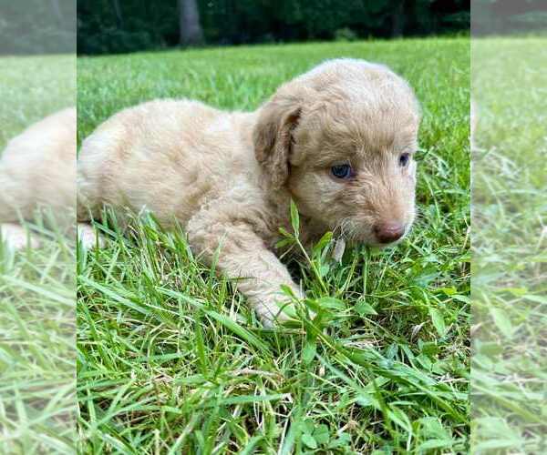 Medium Photo #5 Aussiedoodle-Labradoodle Mix Puppy For Sale in BRYANTOWN, MD, USA