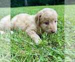 Small #4 Aussiedoodle-Labradoodle Mix
