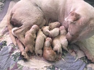 Mother of the Labradoodle-Labrador Retriever Mix puppies born on 06/25/2018