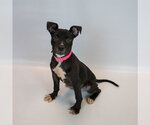 Small Photo #5 Bull-Boxer Puppy For Sale in Kennesaw, GA, USA