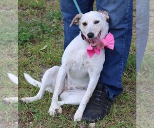 Unknown-Whippet Mix Dogs for adoption in Bandera, TX, USA