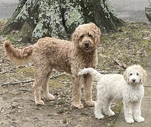 Father of the Goldendoodle puppies born on 02/14/2023
