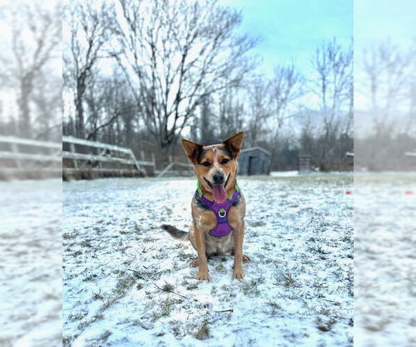 Medium Photo #1 Mutt Puppy For Sale in Garden City, NY, USA