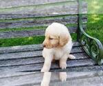 Small Photo #12 Goldendoodle Puppy For Sale in LEON, KS, USA
