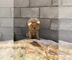 Small Photo #7 Golden Retriever Puppy For Sale in NORWALK, CA, USA