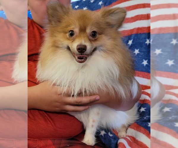 Medium Photo #1 Pomeranian Puppy For Sale in CONKLIN, NY, USA