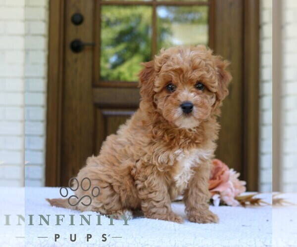 Medium Photo #2 Cavapoo (Miniature) Puppy For Sale in NARVON, PA, USA