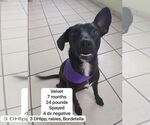 Small #3 Chihuahua-Collie Mix