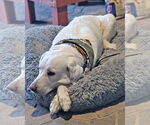 Small #5 Anatolian Shepherd-Great Pyrenees Mix