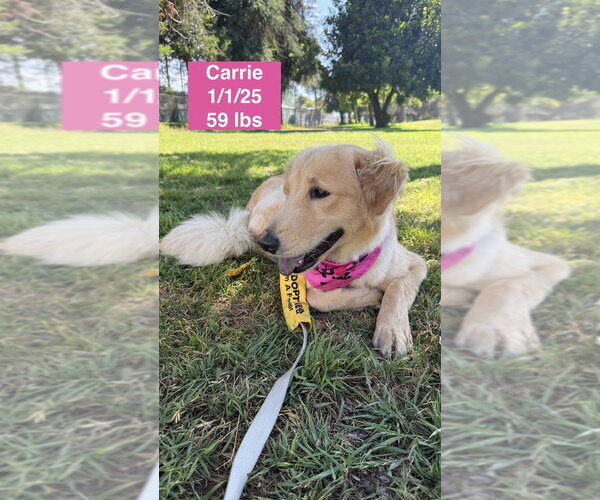 Medium Photo #19 Golden Retriever Puppy For Sale in West Hollywood, CA, USA