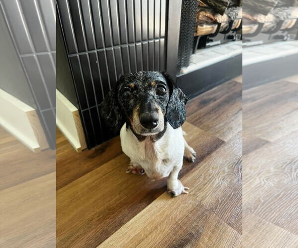 Medium Photo #4 Dachshund Puppy For Sale in Gulfport, MI, USA
