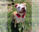 Small #8 American Pit Bull Terrier Mix