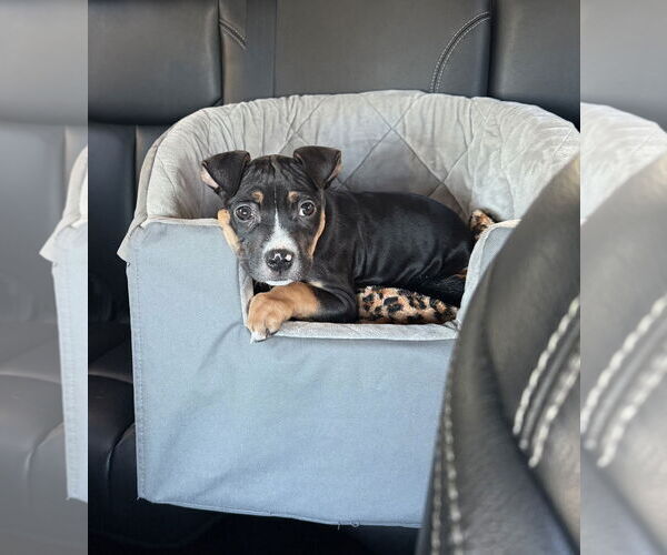 Medium Photo #3 Mutt Puppy For Sale in Philadelphia, PA, USA