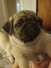 Pug Puppy for sale in NAMPA, ID, USA