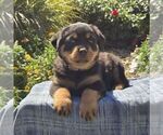 Nora - Female Rottweiler Puppy for Sale - Photo #4