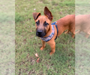 Labrador Retriever-Unknown Mix Dogs for adoption in Holly Springs, NC, USA