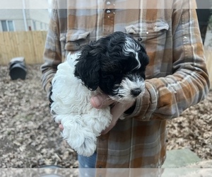 Shih-Poo Puppy for sale in BLOOMINGTON, IN, USA