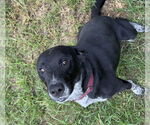 Small #1 Retriever  Mix