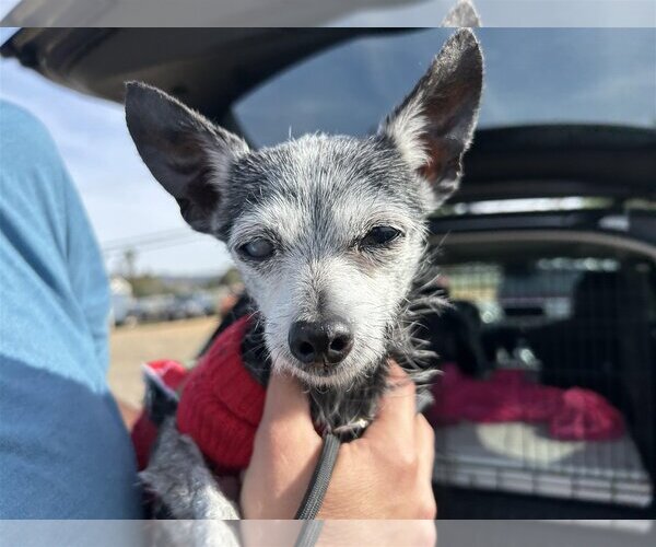 Medium Photo #3 Chihuahua Puppy For Sale in  Ramona, CA, USA