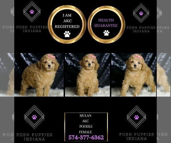 Medium Photo #2 Poodle (Toy) Puppy For Sale in WARSAW, IN, USA